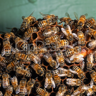 Bees on a Honeycomb