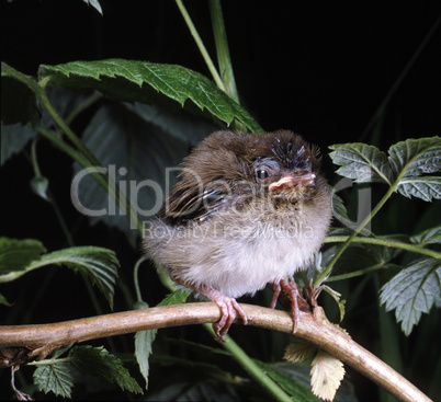 Young Blackcap