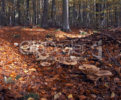 Mushrooms in the Forest