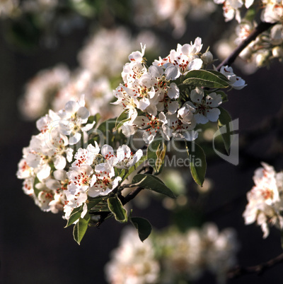 Cherry Blooming