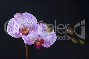 Phalaenopsis hybride orchid