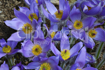 Pasque flower