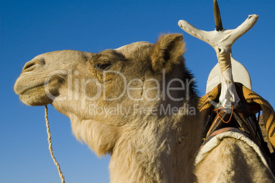 Dromedary with Tuareg saddle
