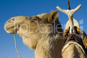 Dromedary with Tuareg saddle