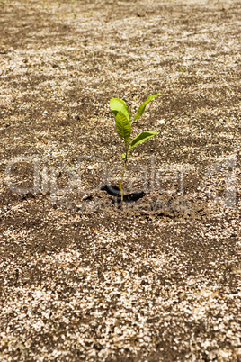 Plant single in garden