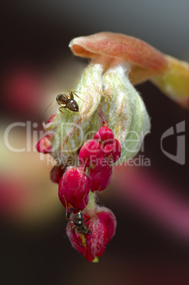 Opening leaf bud of a chestnut tree