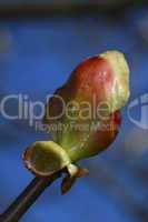 Opening leaf bud of a chestnut tree