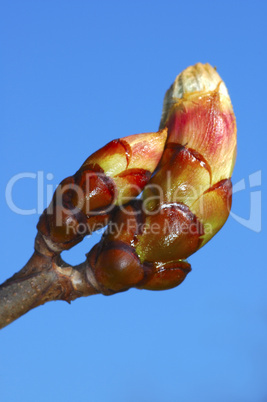 Opening leaf bud of a chestnut tree