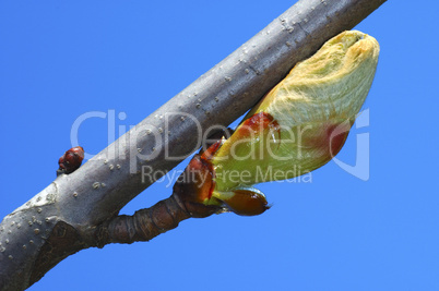 Opening leaf bud of a chestnut tree