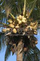 coconut tree bearing fruit
