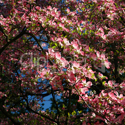 Dogwood Tree, Spring