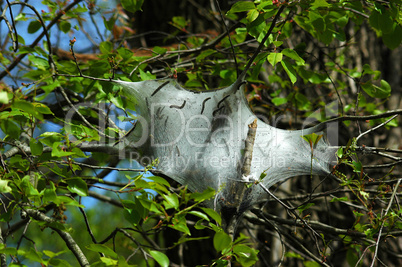 Eastern Tent Caterpillar