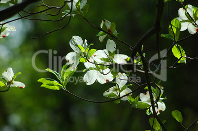 Dogwood Tree, Spring