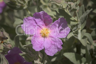 Rock Rose