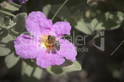 Rock Rose with bee