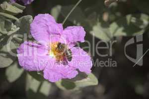 Rock Rose with bee