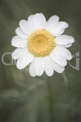 Daisy