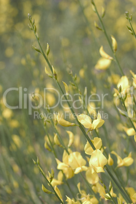 Spanish broom flowers