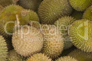 durian thorny fruit