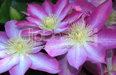 Clematis Flowers