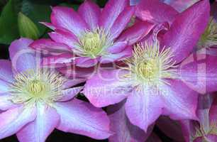 Clematis Flowers