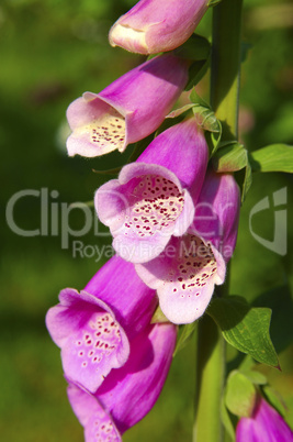 Common Foxglove