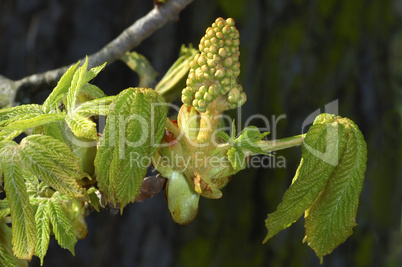 Fresh chestnut leaves