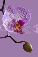 Phalaenopsis hybride orchid