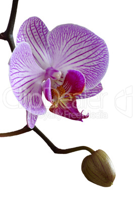 Phalaenopsis hybride orchid