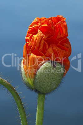 Budding poppies