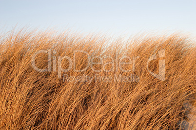 horizontal image of beach