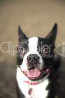 Boston Terrier portrait