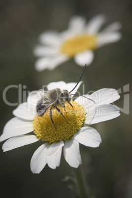Wild daisies with bee