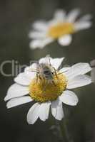 Wild daisies with bee
