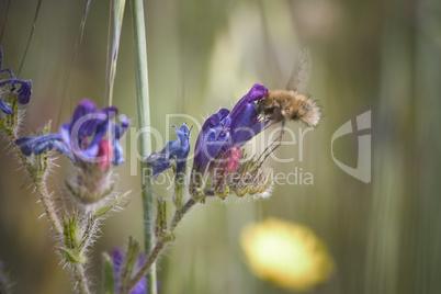 Bee on flower