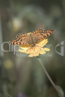 Butterfly on flower