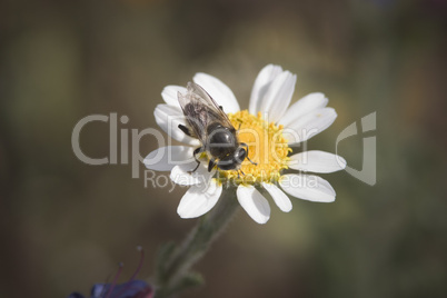 Insect on flower Insect on flower