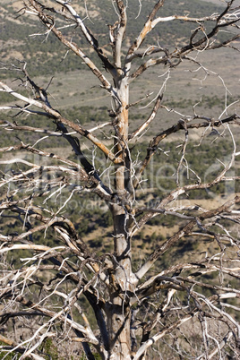 Pine tree forest fire