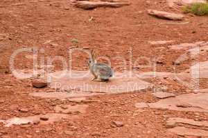 Rabbit on red rock desert