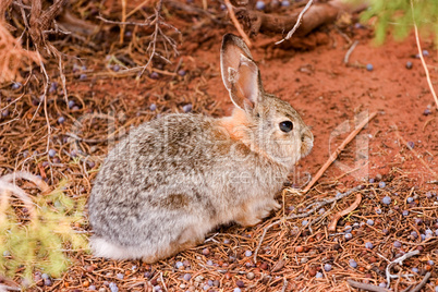 Rabbit wild under tree