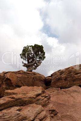 Tree on sandstone rocks