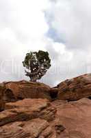 Tree on sandstone rocks