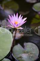 Water Lily purple side view