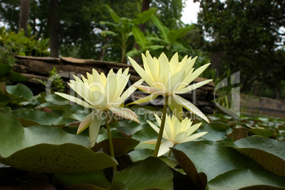 Water Lillies in garden pond