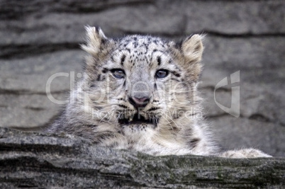 Snow Leopard Cub