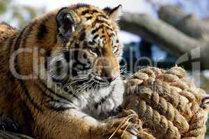 Amur Tiger