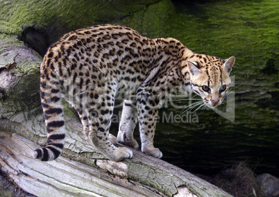 Ocelot