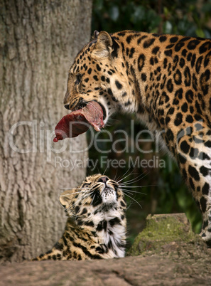 Amur Leopards