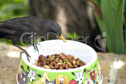 Blackbird feeding from cats dish