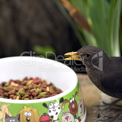 Blackbird feeding from cats dish